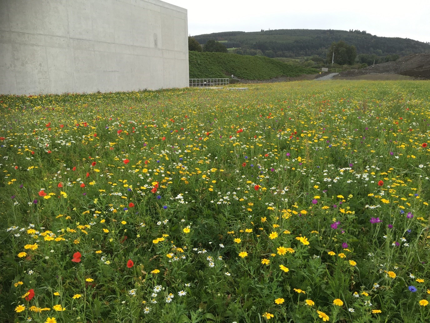 Wild flowers on top of the new Sag Res