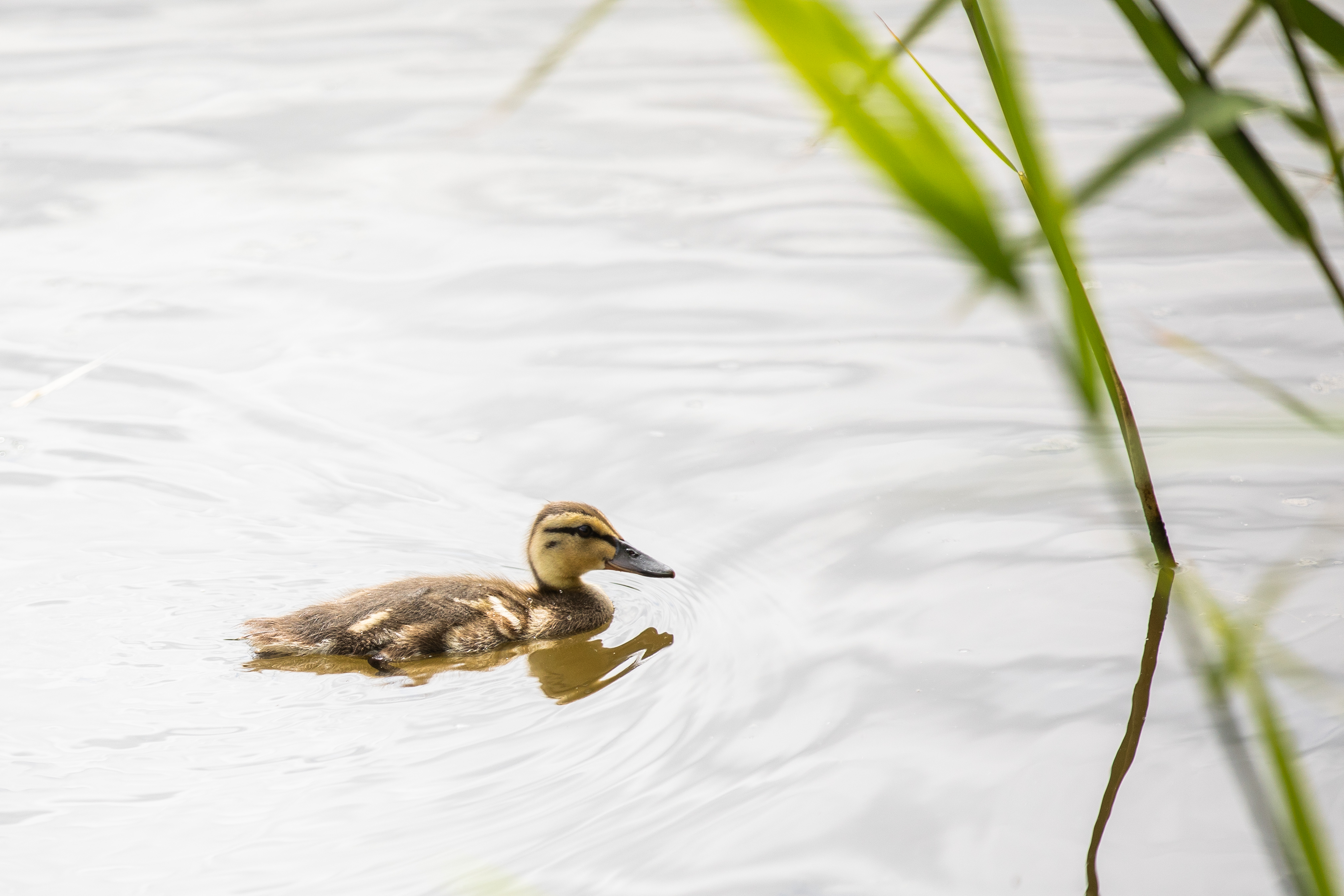 A brown duckling swimming in a pond