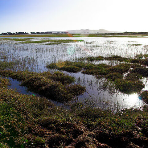 Wetlands with a mountain in the distance