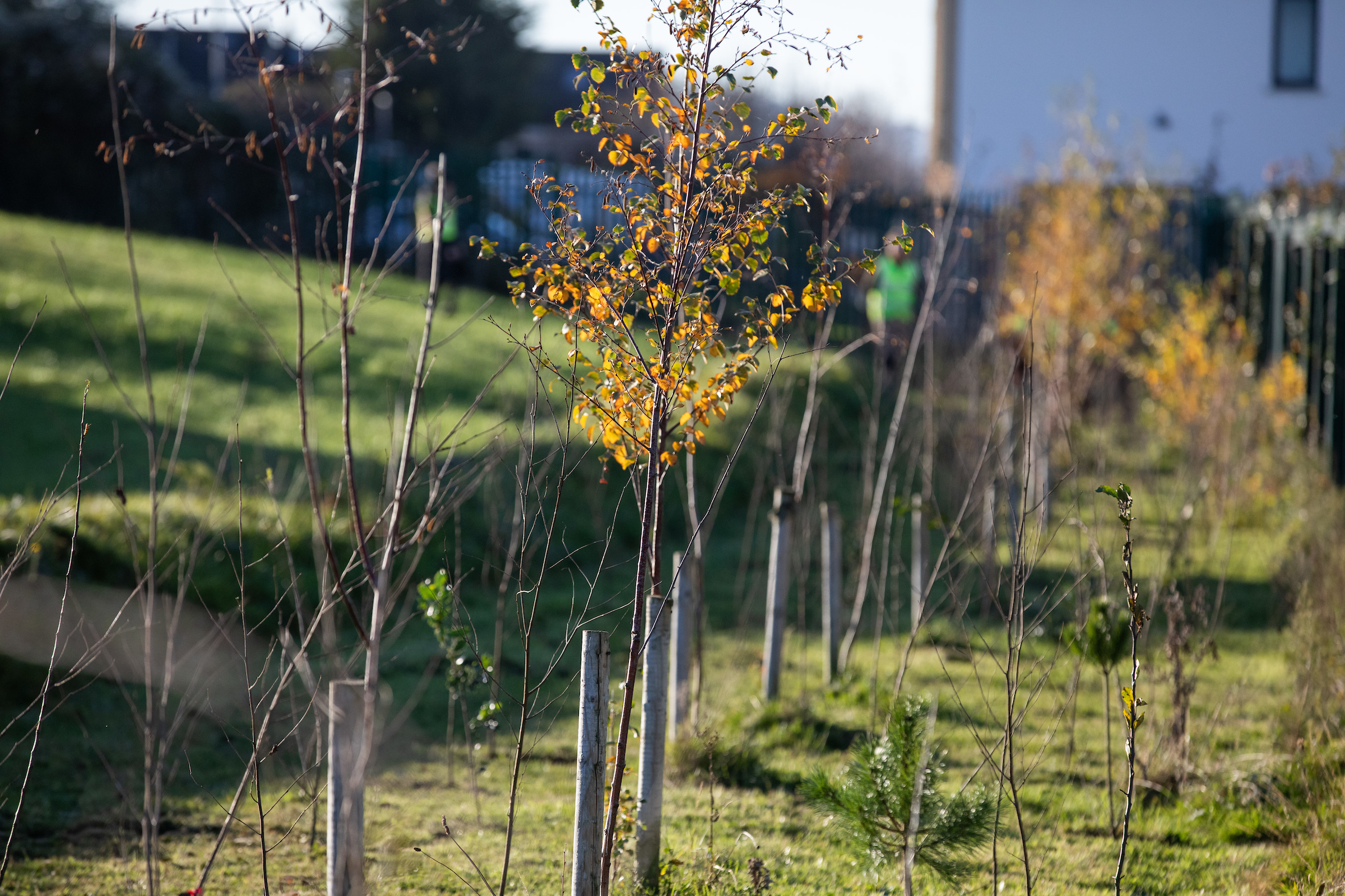 Small trees