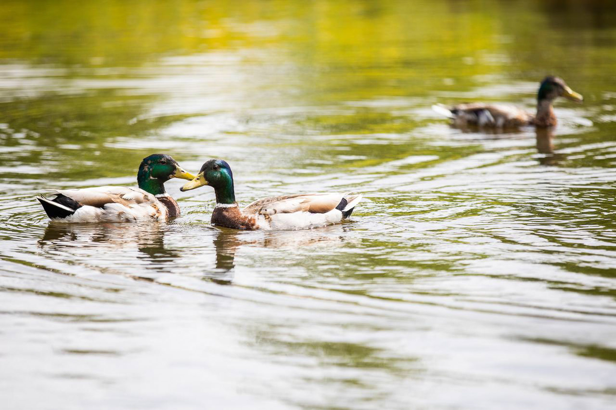 Three ducks swimming in a pond